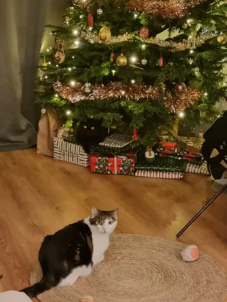 Wishing you a Merry Christmas, you delightful troublemakers!