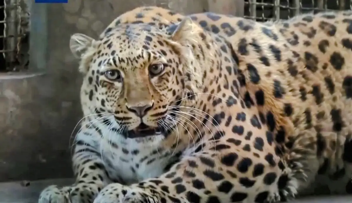 A close-up image of a leopard lying down in what appears to be an enclosure, looking directly at the camera with a calm…
