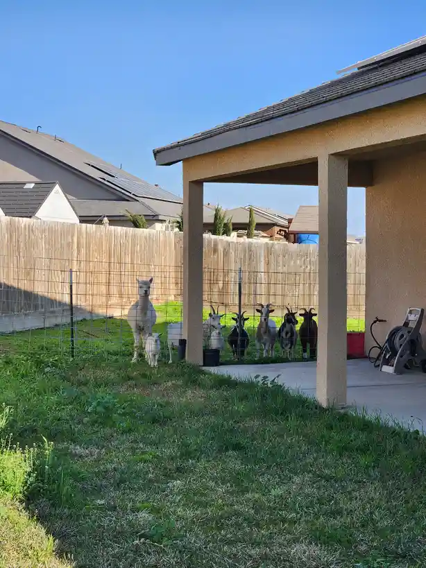 A group of goats and an alpaca stand behind a wire fence in a residential backyard, looking toward the camera under a clear…