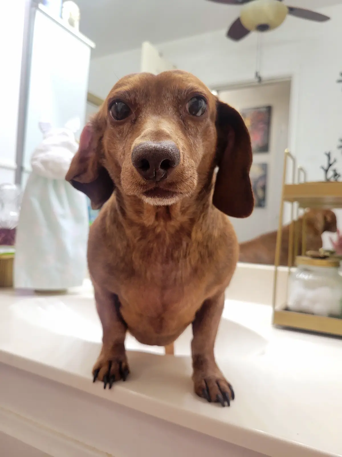 A brown dachshund stands on a white bathroom counter, looking directly at the camera with wide, innocent eyes. The dog's…