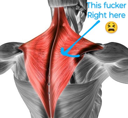 An anatomical illustration of a human upper back and shoulder muscles, with the trapezius muscle highlighted in red. A blue…