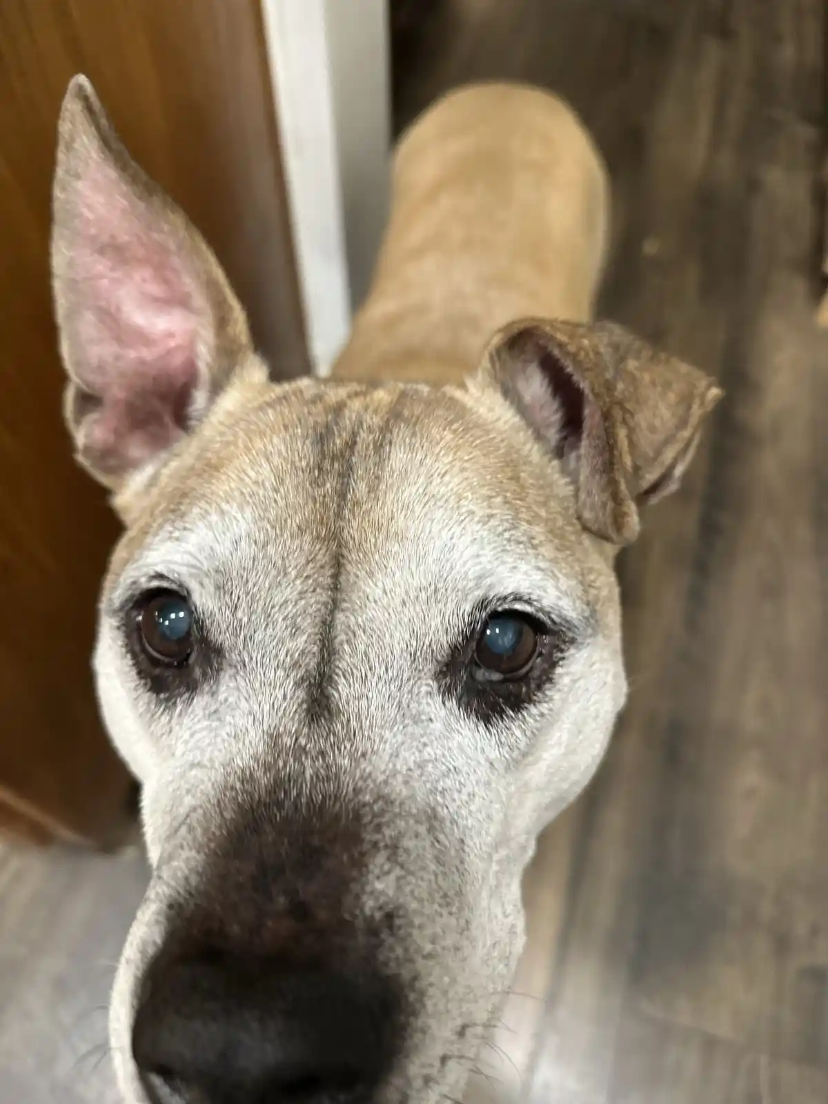 A close-up photo of a tan and white dog looking up with large, expressive eyes, one ear perked and the other flopped, as if…