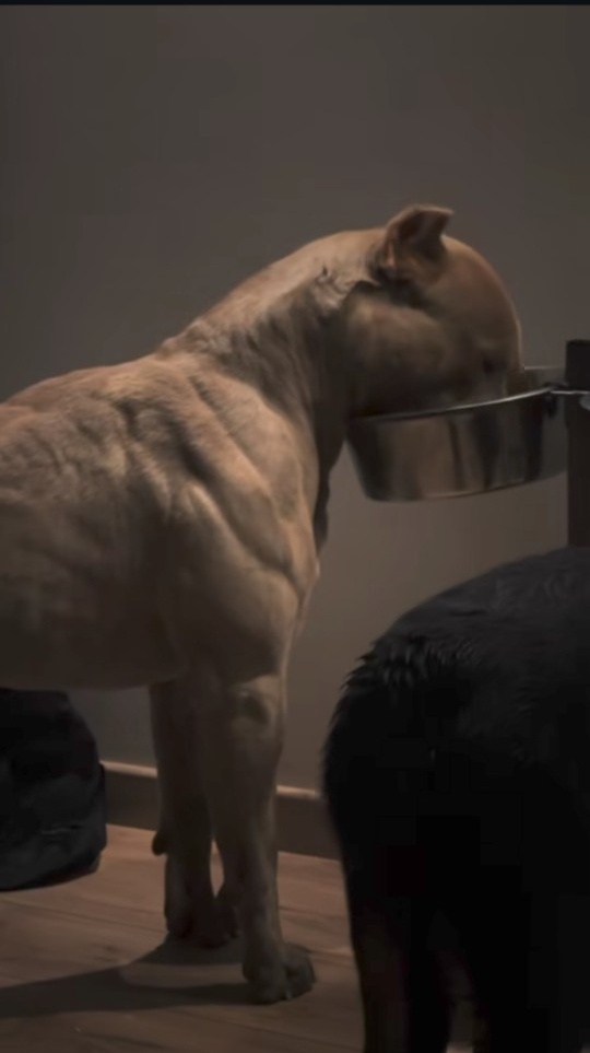 A muscular, light-brown dog is shown from the side, standing still and looking down into a metal food bowl. Another…