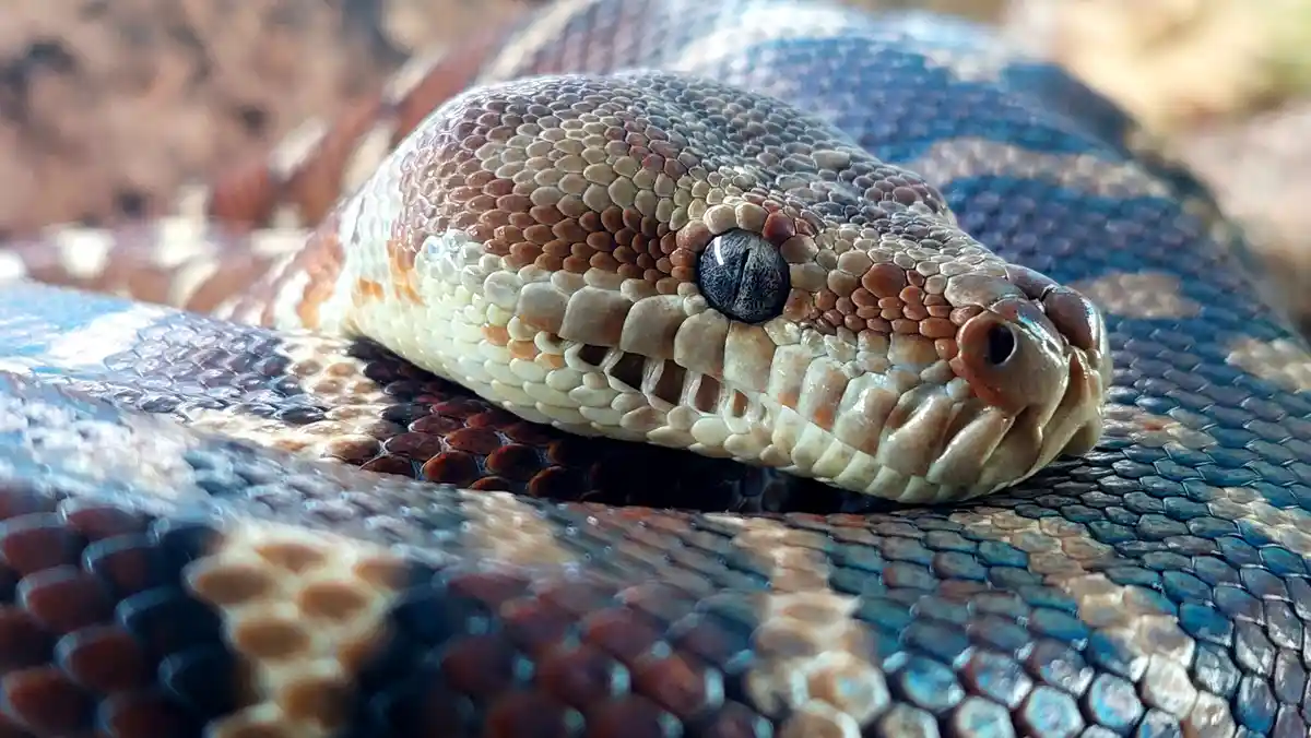 A close-up photograph of a large snake, likely a python, coiled with its head in focus, showing detailed scales and a dark…