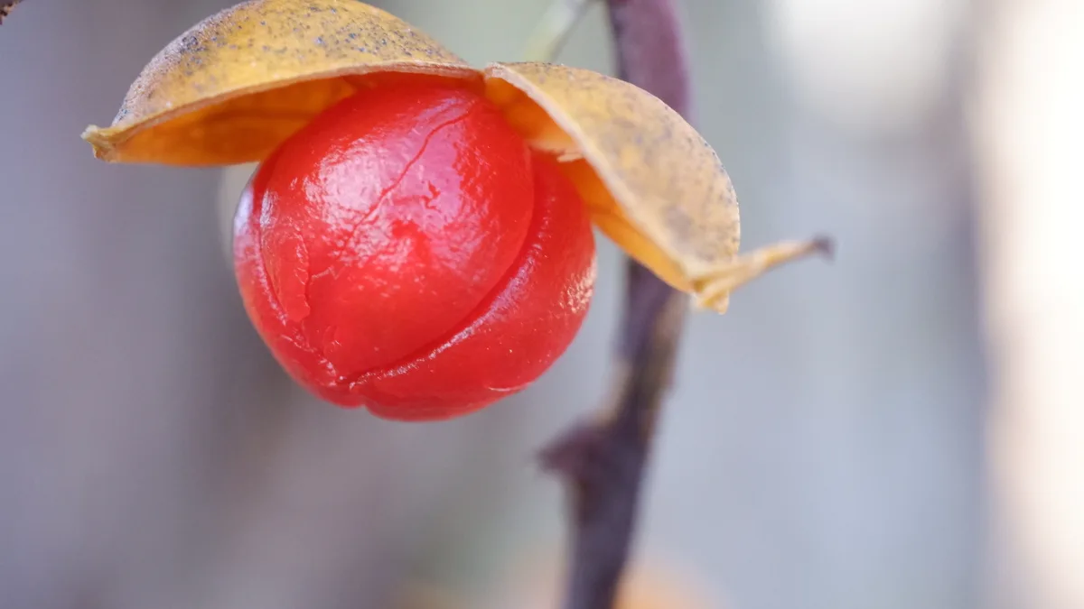 A close-up photo shows a bright red, glossy berry nestled inside a split, dry, yellowish-brown pod hanging from a branch…