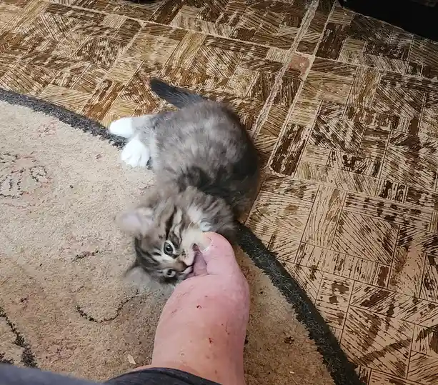 A Daily Dose of Adorable Kittens