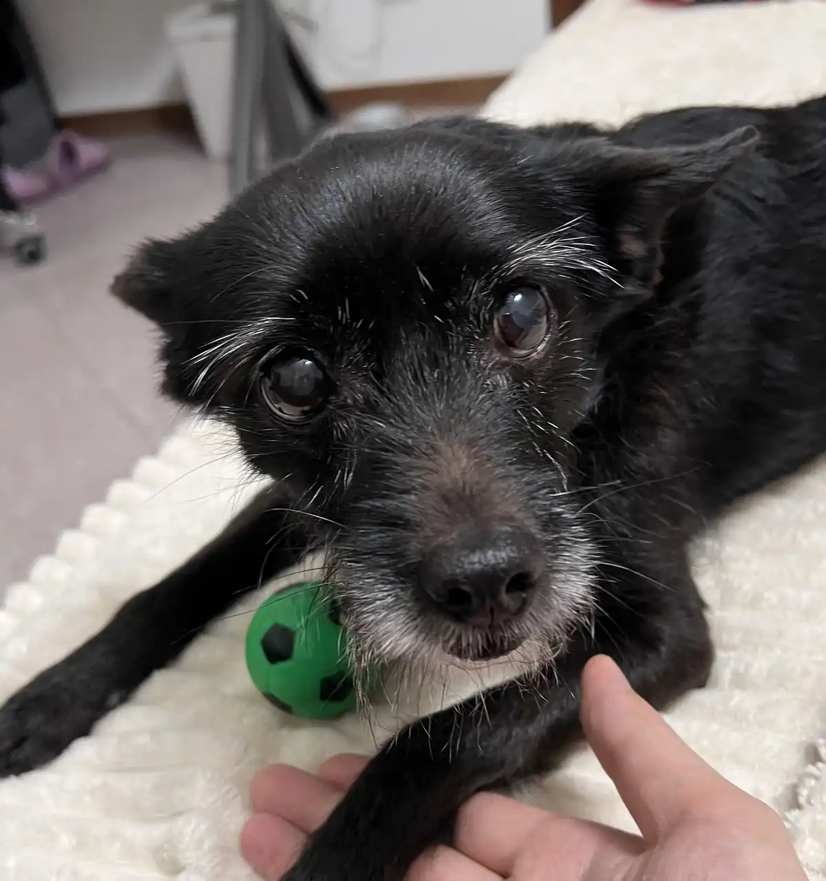 A close-up photo shows a small black dog with white whiskers and a slightly sad expression, lying on a white textured…