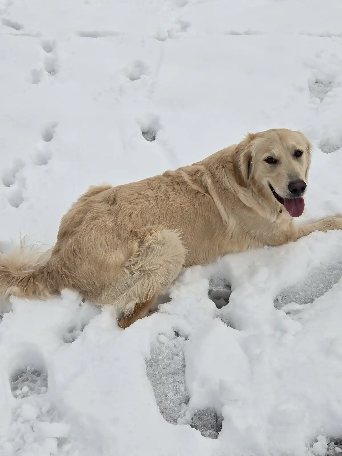 A golden retriever lies in deep snow, tongue out, looking relaxed and content. The ground is covered in snow with visible…