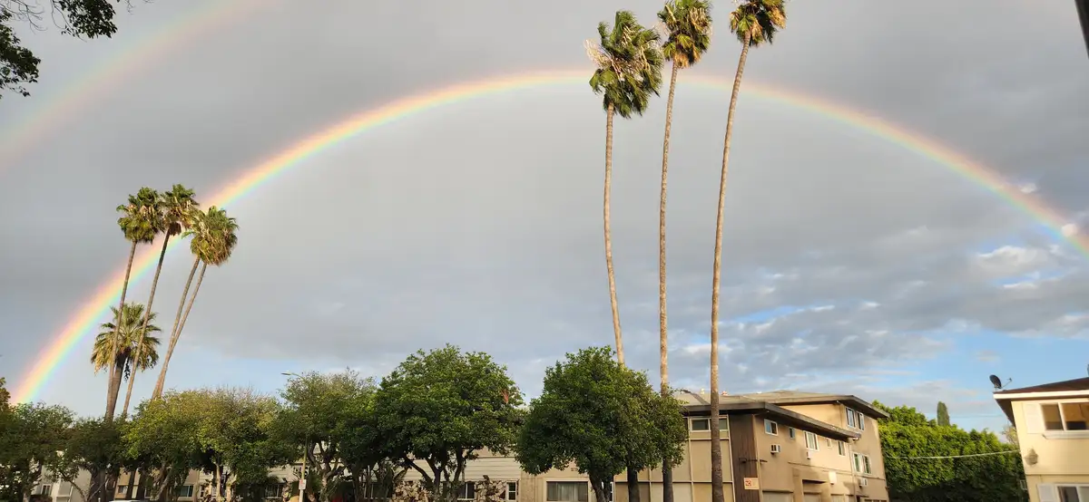 A wide-angle photo shows a vibrant, full rainbow arcing across a cloudy sky above a row of palm trees and residential…