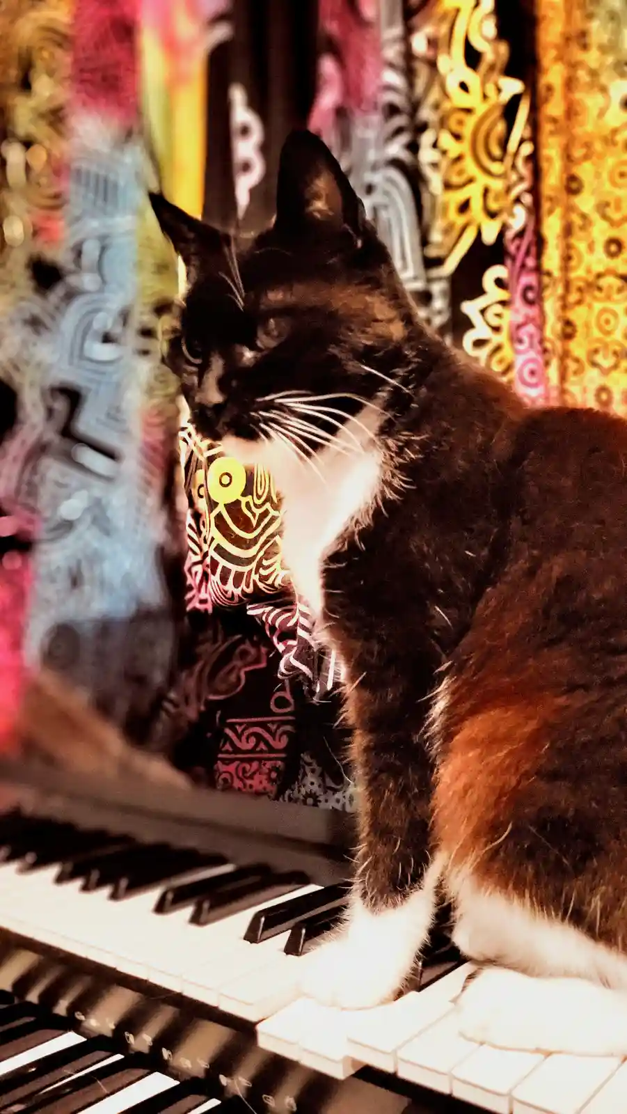 A black and white cat with a white chest and paws sits on a piano keyboard, looking off to the side with a calm, unbothered…