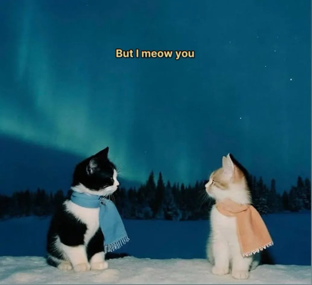 Two cats, one black and white and one orange and white, sit facing each other in a snowy landscape under the aurora…