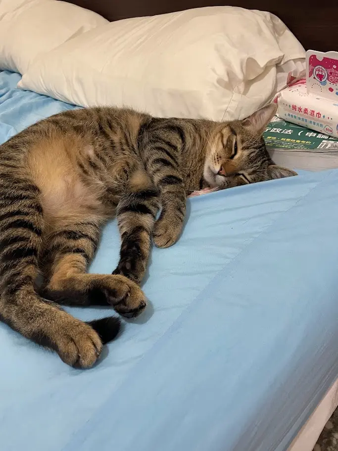 一只虎斑猫在蓝色床单上蜷缩着睡觉，头枕在几本书和一包纸巾上，眼睛半闭，姿态慵懒。图片上叠加了中文文字“猫：我睡了，你别吵我”，表达猫咪正在深度休息，希望被尊重。背景是白色枕头和床头柜一角。