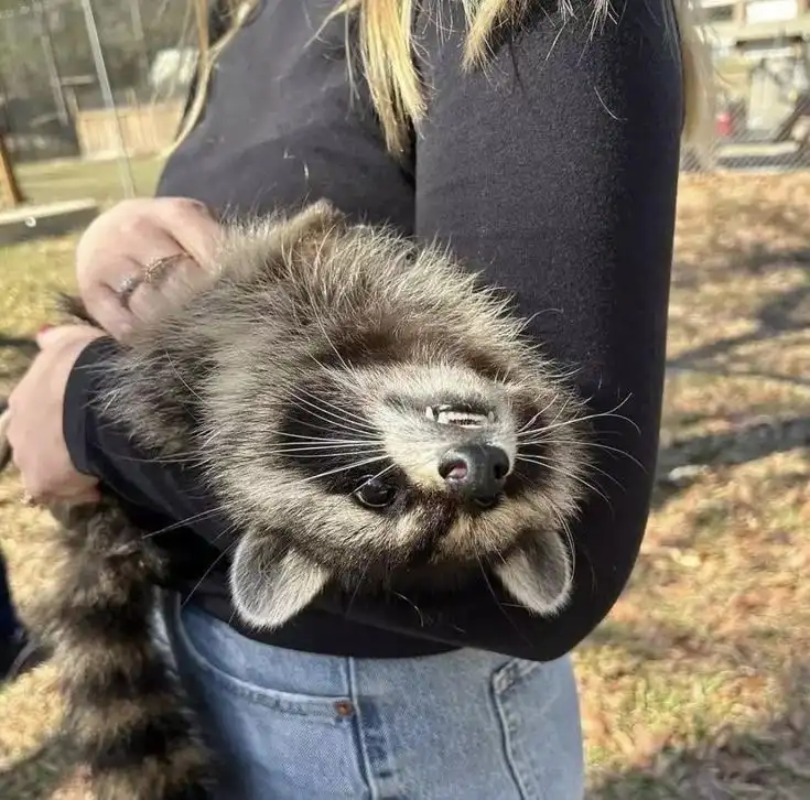 Meet the Mischievous Raccoon
