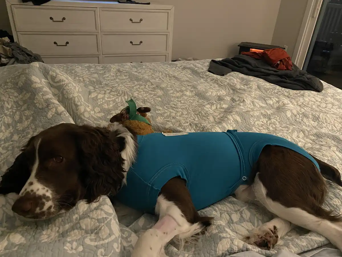 A brown and white dog wearing a blue shirt lies on a bed with a floral-patterned comforter, looking tired or unwell. A…