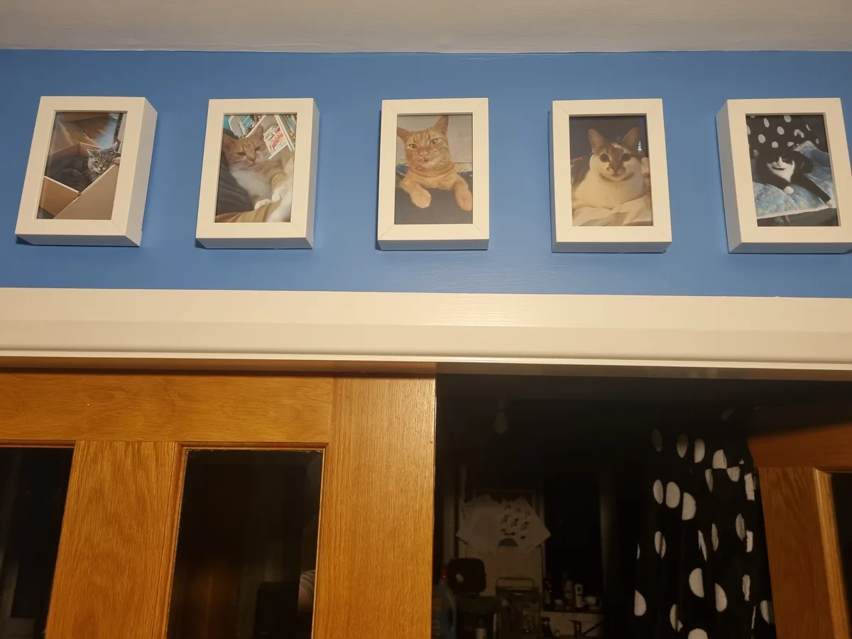 Five framed photographs of different cats are hung in a row on a blue wall above a wooden cabinet. Each photo shows a…