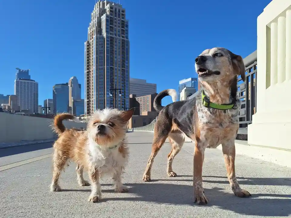 Two dogs stand on a bridge with a city skyline in the background. The larger dog on the right looks upward with an open…