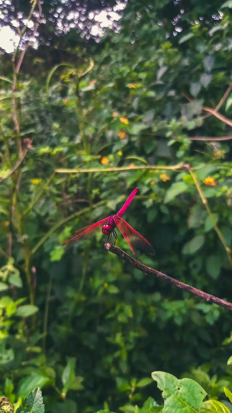 A vibrant red dragonfly with transparent wings perches on a thin brown twig against a blurred background of green foliage…