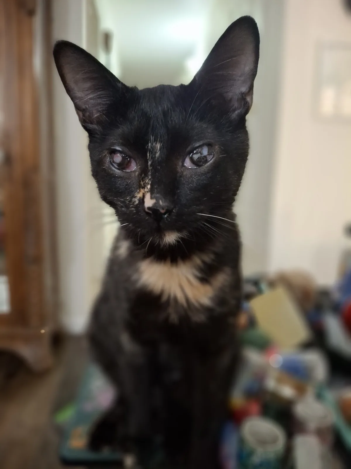 A close-up photo of a black cat with tan markings on its face and chest, staring directly at the camera with a serious…