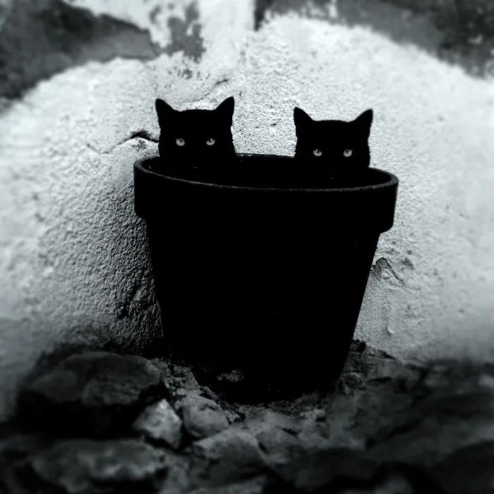 A black-and-white photo shows two black cats peeking over the rim of a dark flowerpot, their glowing eyes visible against a…