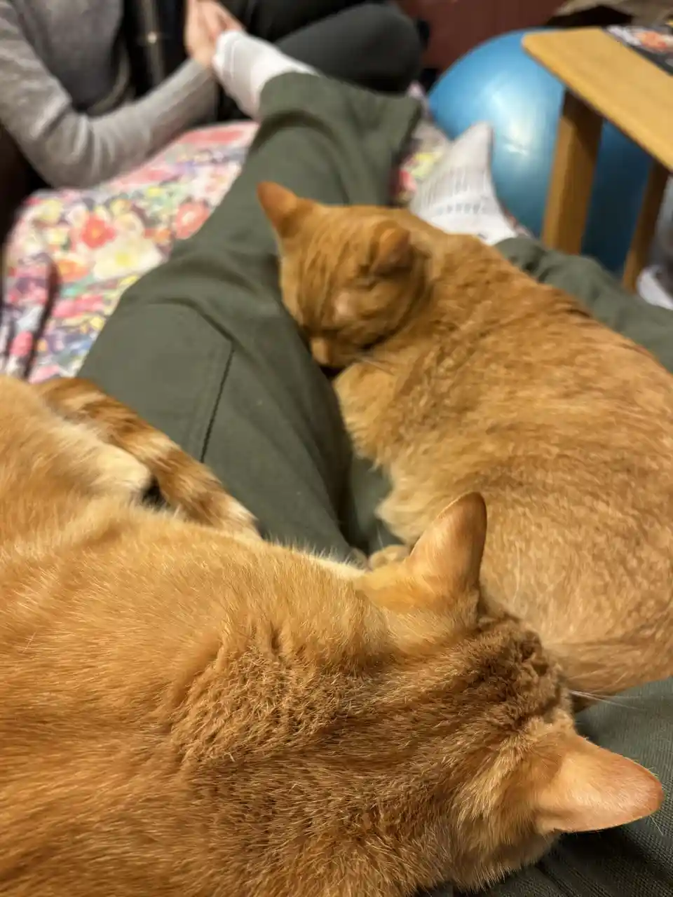 Celebrate Caturday with Joy!