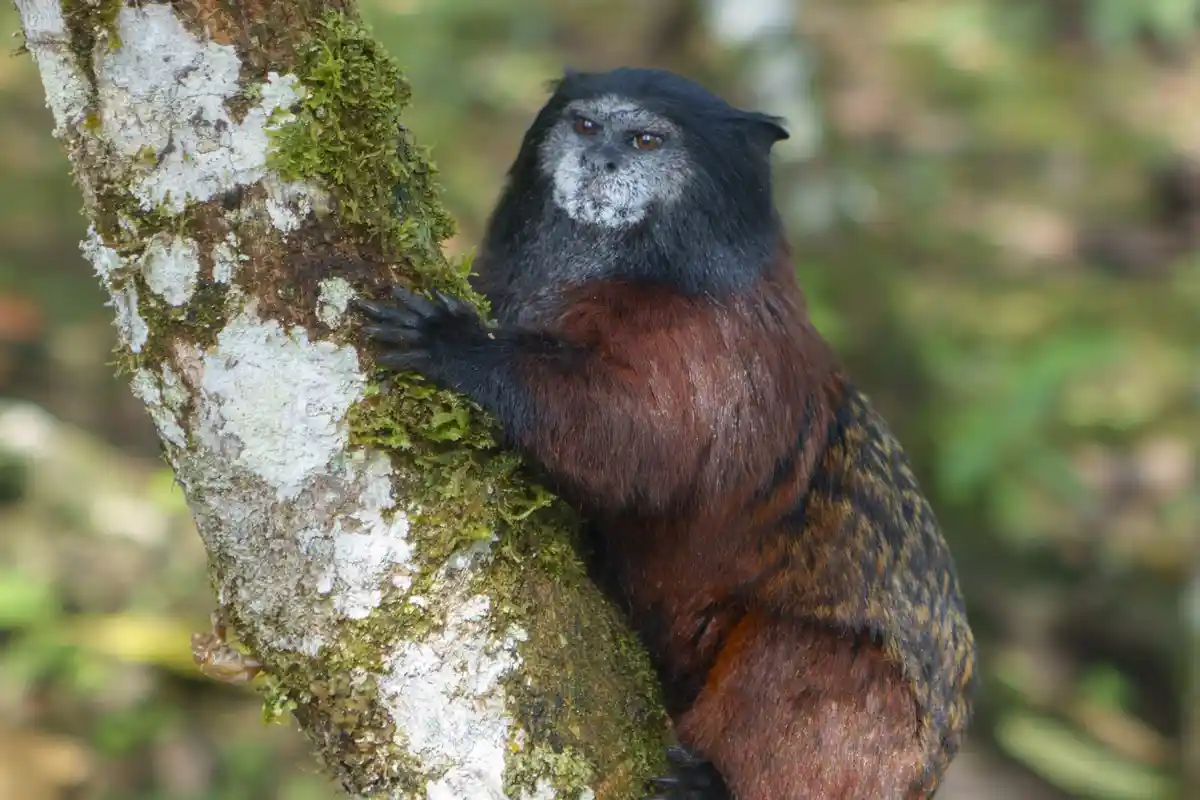 A black-faced tamarin monkey with a gray muzzle and reddish-brown torso clings to a mossy, lichen-covered tree trunk in a…