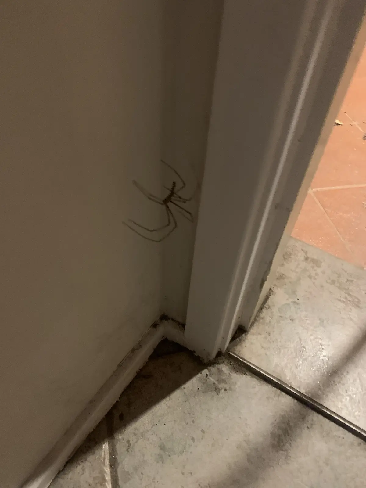 A close-up photo shows a large, long-legged spider, likely a cellar spider, clinging to a white wall near a doorway. The…
