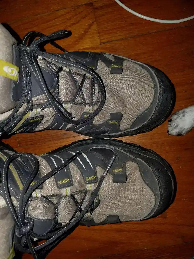 A close-up photo shows a pair of worn hiking boots on a wooden floor, with a dog's paw visible nearby. The overlaid text…
