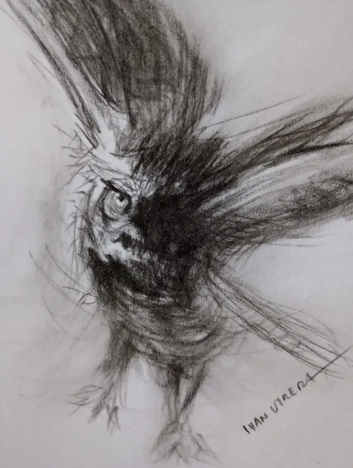 A charcoal sketch depicts a bird, likely a chicken or rooster, with feathers wildly flared and an intense, glaring eye…