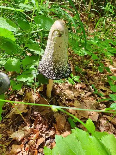 A close-up photo shows a large, upright mushroom with a light brown, textured cap and a dark, scalloped edge, growing among…