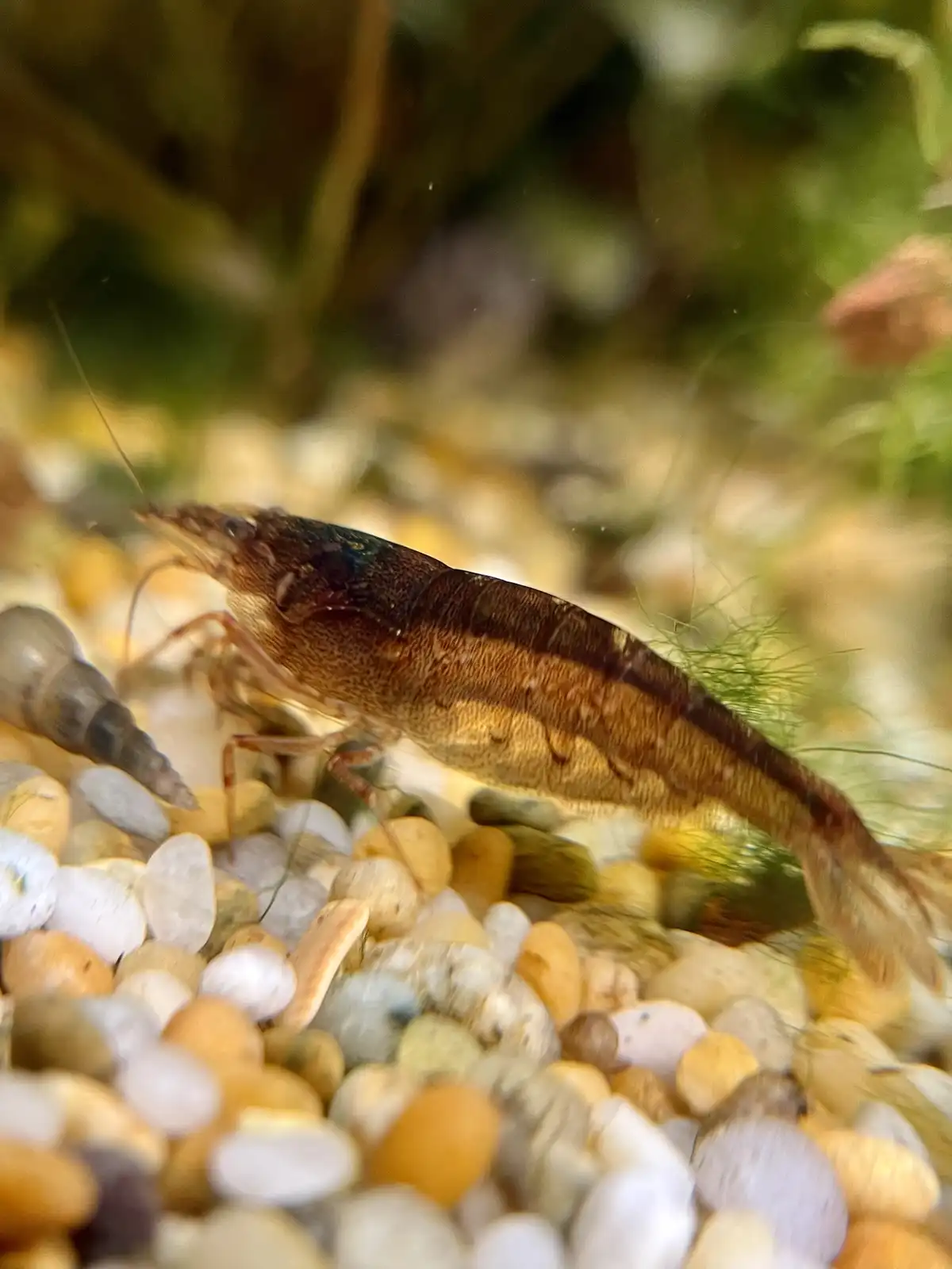 A close-up photo of a small, brownish shrimp with long antennae standing on colorful pebbles in an aquarium, with green…