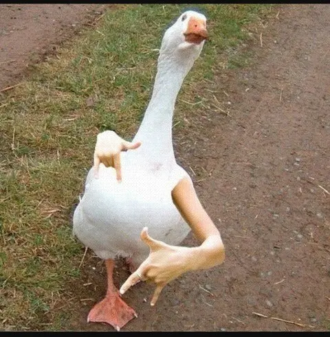 a white goose stands on grass and dirt, its body digitally edited to have human arms with hands making a 'shaka' or 'hang…