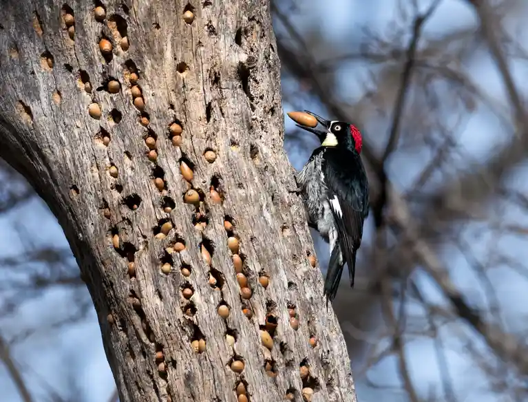 A red-headed acorn woodpecker perches on a tree trunk riddled with holes, each containing an acorn, while holding another…