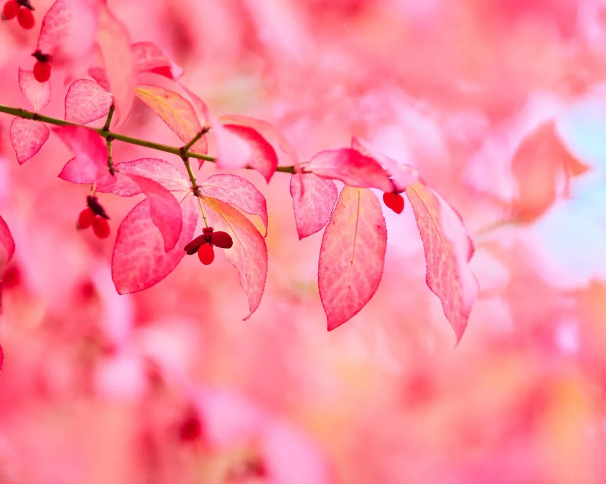 A close-up photograph of a branch with pinkish-red leaves and small red berries, set against a blurred background of similar…