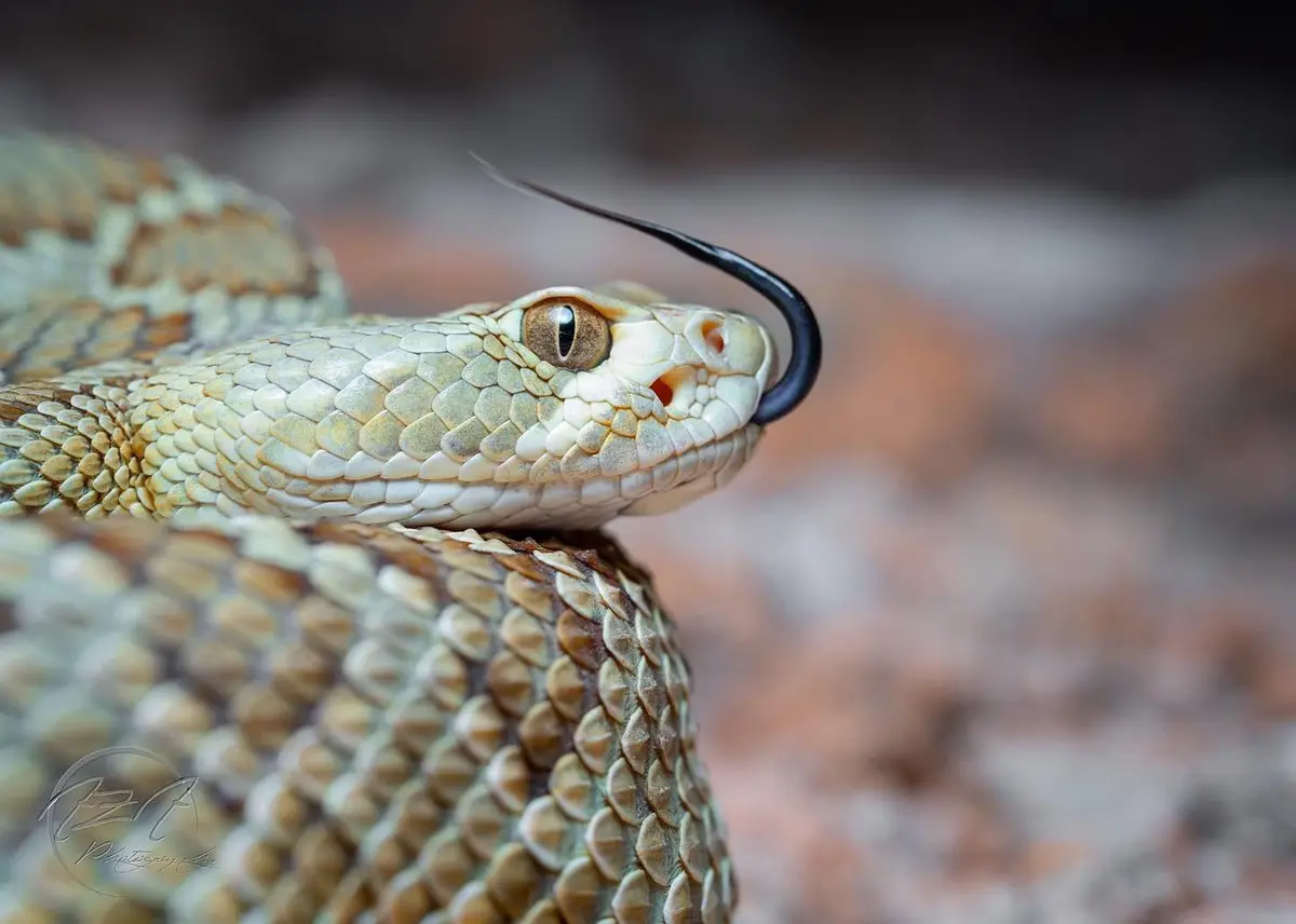 A close-up photograph of a rattlesnake's head, showing its textured scales, brown and beige coloration, and a long, black…