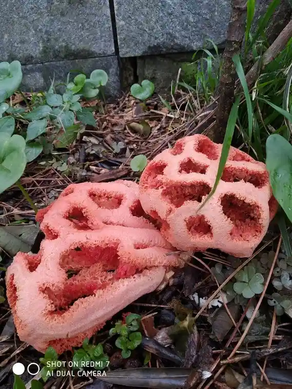 two coral-red, porous fungi with a sponge-like, honeycomb structure lie on forest floor amidst green leaves and pine…