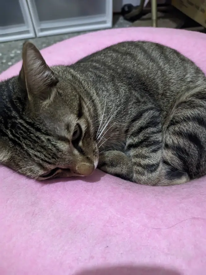 A tabby cat with dark stripes is curled up and sleeping soundly on a pink circular cushion. The cat's eyes are half-closed…