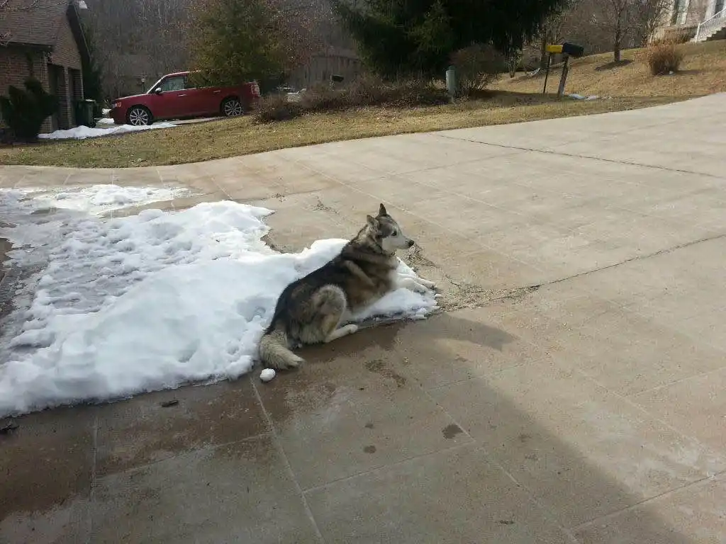 When my neighbors say it's too cold for my dog to be outside, I just had to show them this!