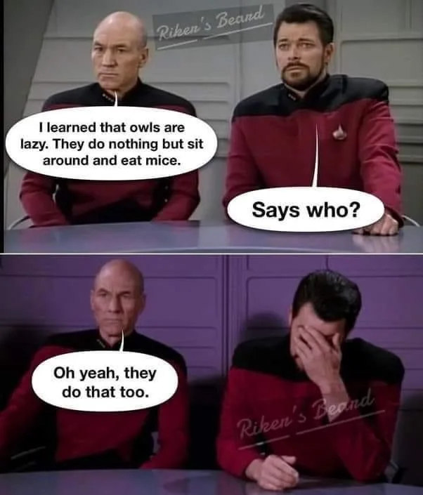 A Sensible Chuckle That Brightens Your Day