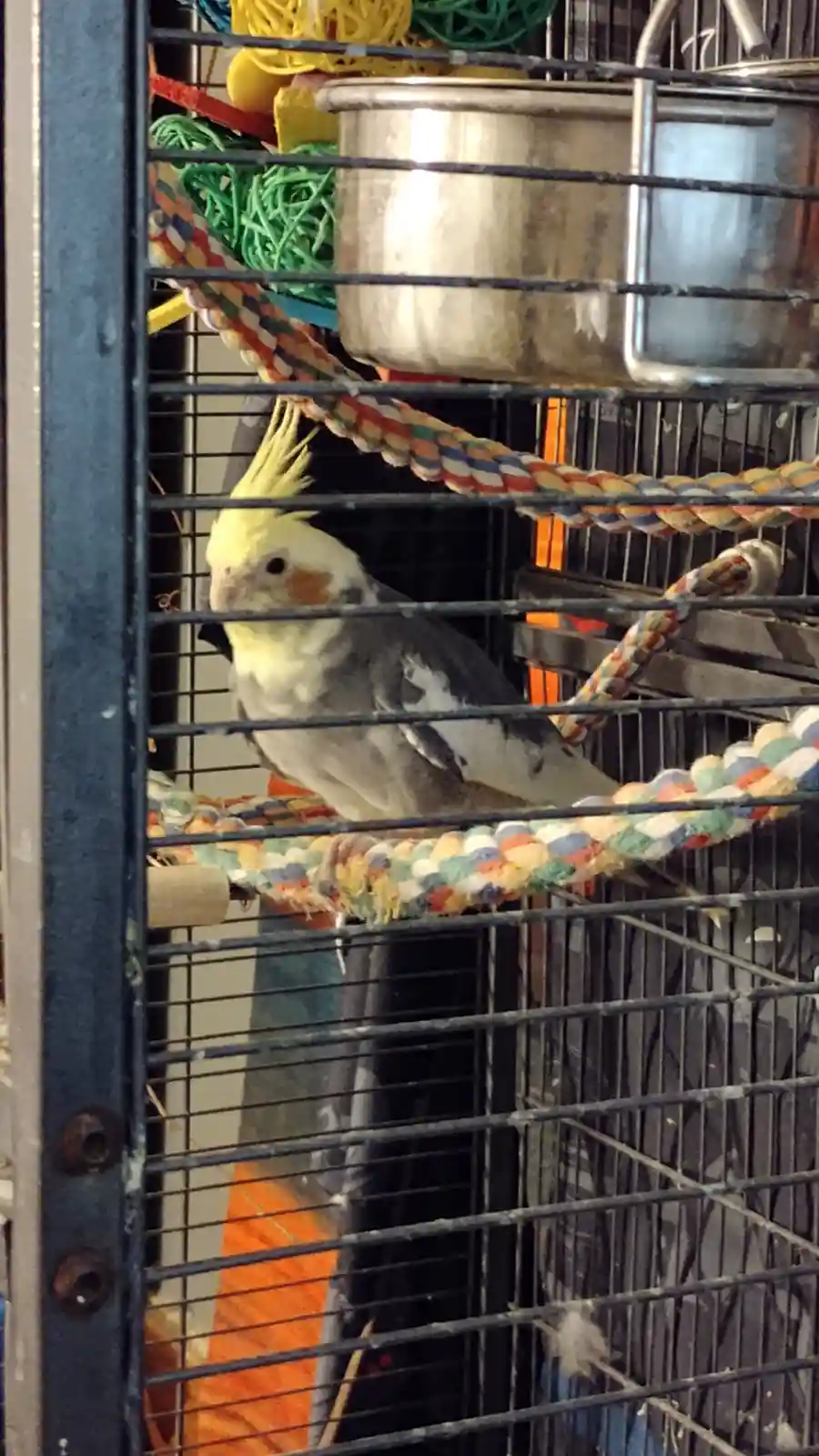A cockatiel with a yellow crest and grey-and-white feathers sits calmly on a colorful rope perch inside a metal birdcage…