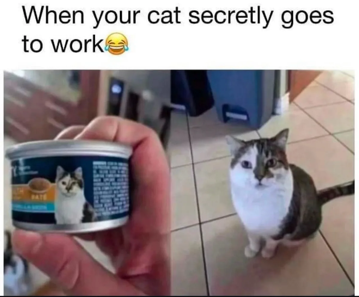 Looks like this cat has found a new gig, haha!