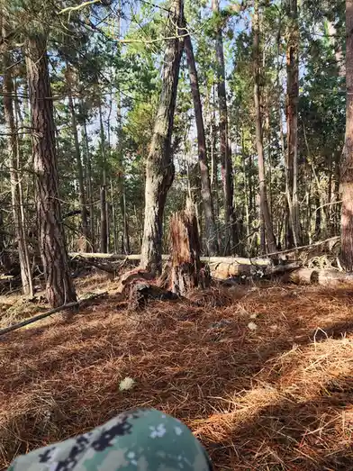 A first-person perspective photo from inside a pine forest, showing tall trees, fallen logs, and a ground covered in pine…