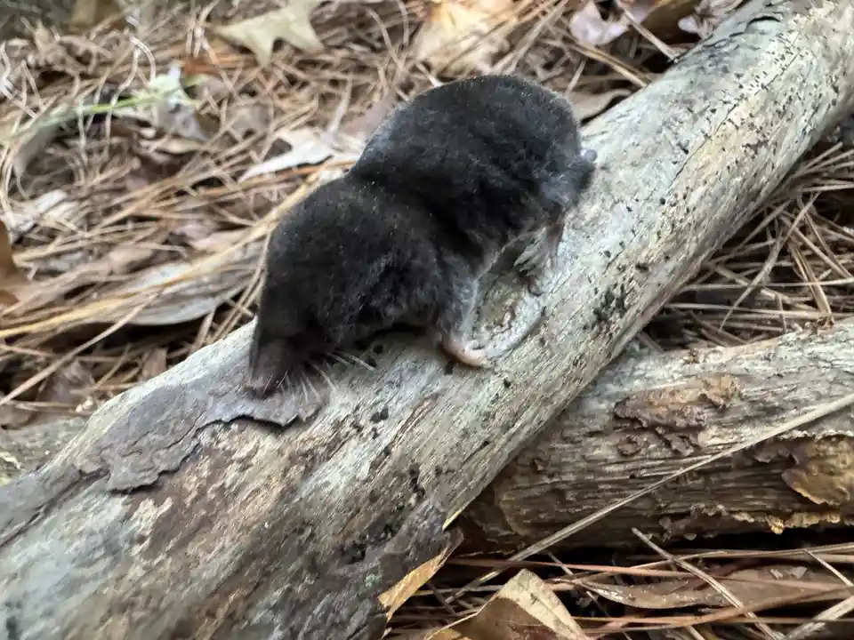A small, dark-furred mole is seen from behind, crawling along a weathered log in a forest setting with dry leaves and pine…