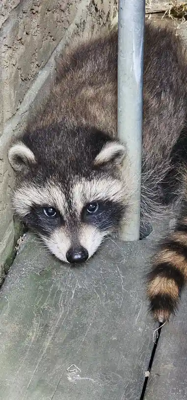 The Quirky Adventures of Raccoon Life