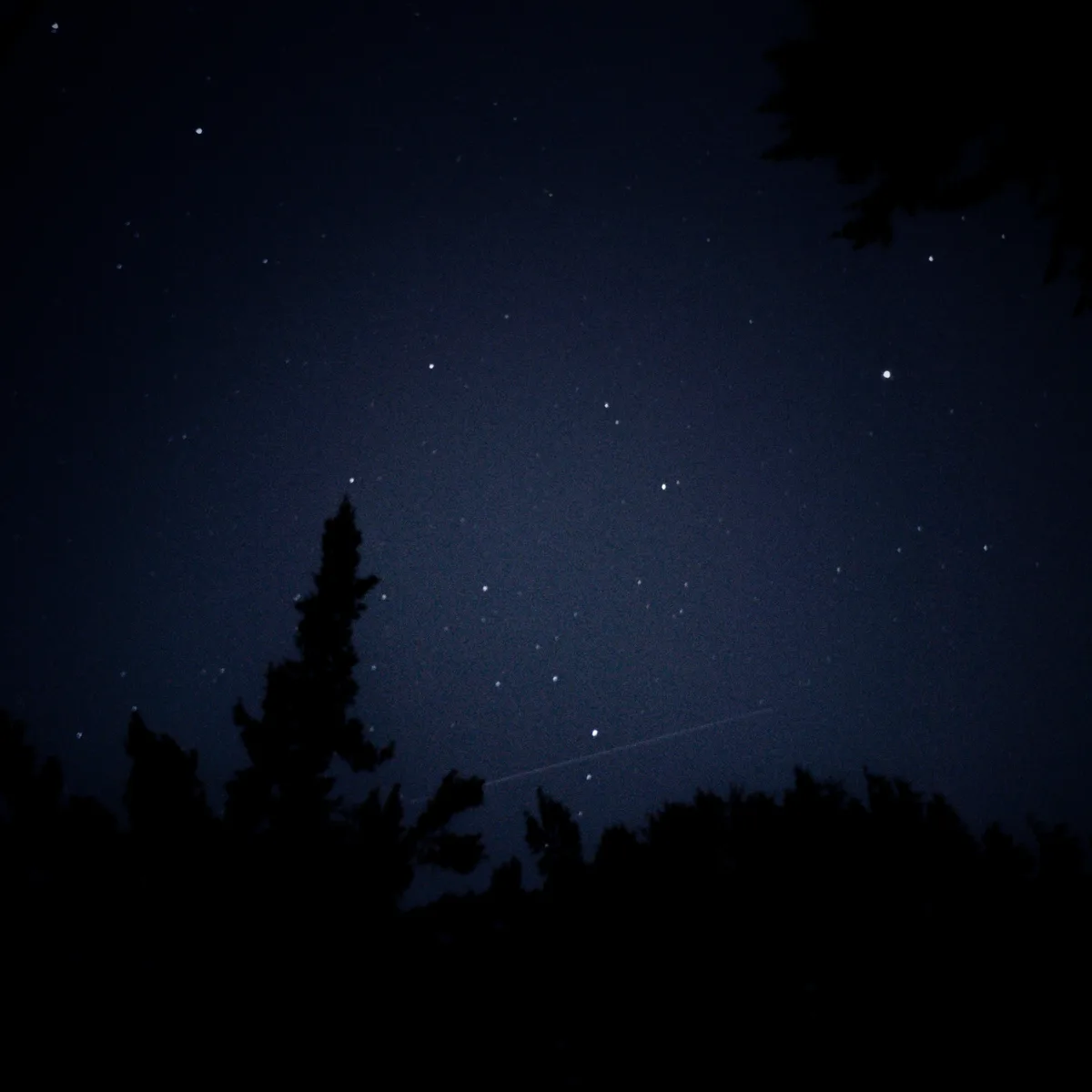 A night sky filled with stars, framed by the dark silhouettes of trees, with a faint streak of a shooting star visible…