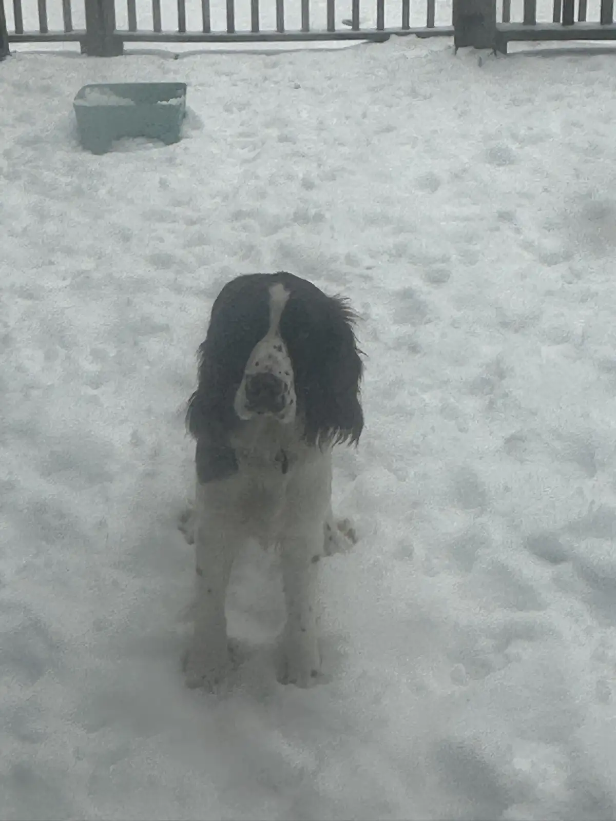 A black and white dog stands in deep snow, its head tilted slightly upward, appearing to look at the camera. The ground is…