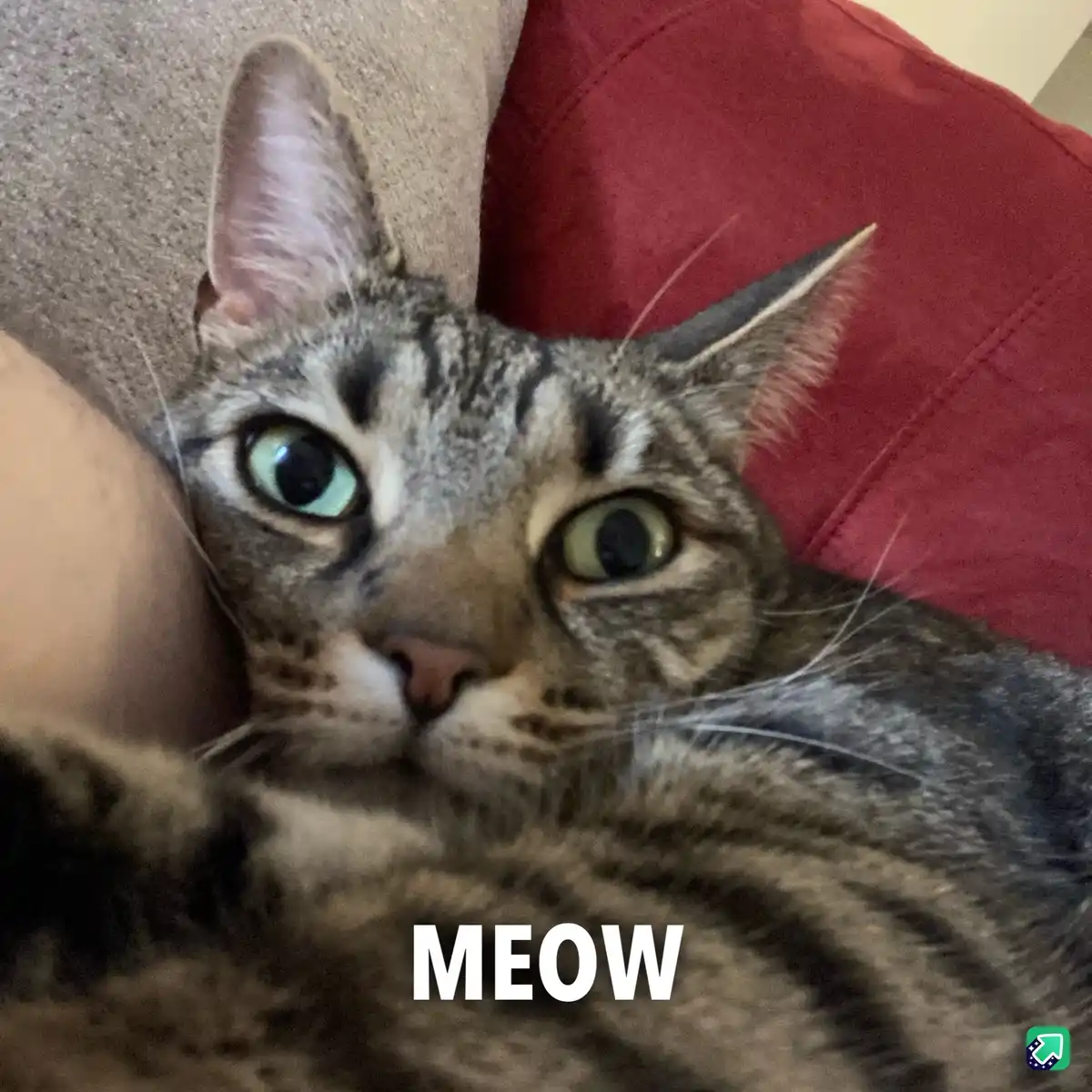 A close-up photo of a tabby cat with wide, startled-looking green eyes, lying on a couch next to a red pillow and a person's…