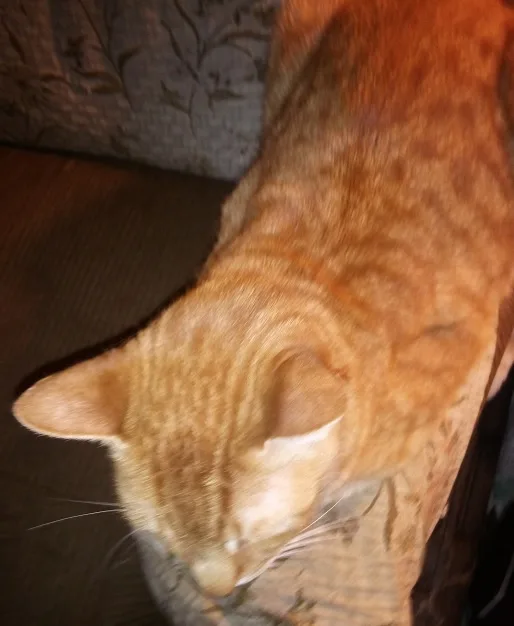 A blurry photo of an orange tabby cat with its head down, appearing to be sleeping or resting on a couch. The cat's fur has…