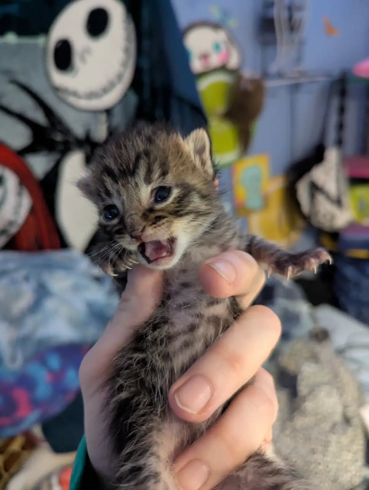 A tiny tabby kitten with wide blue eyes is being held in a person's hand, its mouth open in a yawn or meow. The background…