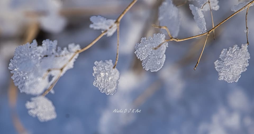 A close-up photograph of delicate, crystalline frost formations clinging to thin, bare branches against a soft blue…