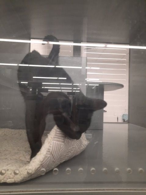 A black cat is inside a transparent enclosure, possibly at a shelter or vet, standing on a textured white cushion. The cat…
